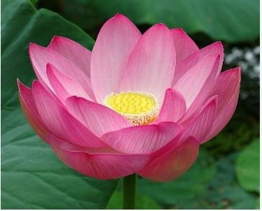 Attractting Bee Pink Huge Nelumbo Nucifera Lotus Flower Pond Plant 1 PCS Seeds