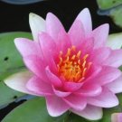 AU Pink Water Lily Nymphaea Flower 1 PCS Seeds AU Pink Water Lily Nymphaea Flower 1 PCS Seeds