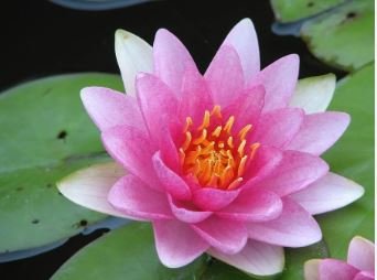 AU Pink Water Lily Nymphaea Flower 1 PCS Seeds