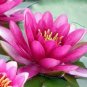 AU Pink Water Lily Nymphaea Flower 1 PCS Seeds