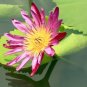 AU Pink Water Lily Nymphaea Flower 1 PCS Seeds
