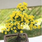 Aubrieta Cascade Bonsai Purple Flower Plants 100 PCS Seeds