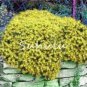 Aubrieta Cascade Bonsai Purple Flower Plants 100 PCS Seeds