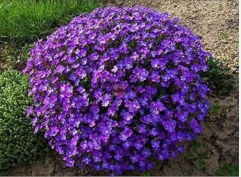 Aubrieta Cultorum 100 PCS Seedsss