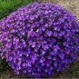 Aubrieta Cultorum 100 PCS Seedsss