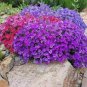 Aubrieta Cultorum 100 PCS Seedsss