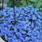 Aubrieta Cultorum 100 PCS Seedsss