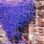 Aubrieta Cultorum 100 PCS Seedsss
