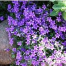 Aubrieta cultorum Rock Cress Seeds Dark Blue Flowers 100 PCS Seeds Aubrieta cultorum Rock Cress Seeds Dark Blue Flowers 100 PCS Seeds