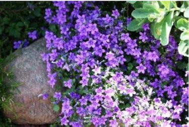 Aubrieta cultorum Rock Cress Seeds Dark Blue Flowers  100 PCS Seeds
