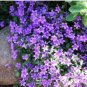 Aubrieta cultorum Rock Cress Seeds Dark Blue Flowers  100 PCS Seeds
