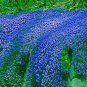 Aubrieta cultorum Rock Cress Seeds Dark Blue Flowers  100 PCS Seeds