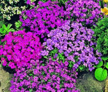 Aubrieta Cultorum Seeds Rock CRESS Plant 100 PCS Seeds