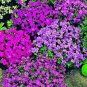 Aubrieta Cultorum Seeds Rock CRESS Plant 100 PCS Seeds