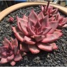 aurus Echeveria Agavoides Romeo 5 PCS Seeds