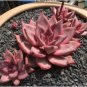 aurus Echeveria Agavoides Romeo 5 PCS Seeds