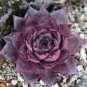 aurus Echeveria Agavoides Romeo 5 PCS Seeds