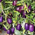 Australia Heirloom Purple Apple-berry 10 PCS Seeds Australia Heirloom Purple Apple-berry 10 PCS Seeds