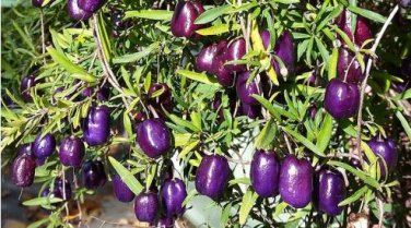 Australia Heirloom Purple Apple-berry 10 PCS Seeds