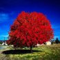 Autumn Blaze Red Maple Tree 20 PCS Seeds