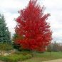 Autumn Blaze Red Maple Tree 20 PCS Seeds