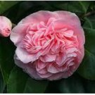 Available Many Varieties Camellia Flores Potted Plants 100 PCS Seeds