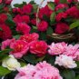 Available Many Varieties Camellia Flores Potted Plants 100 PCS Seeds