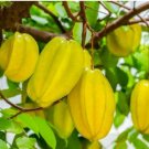 Averrhoa Carambola 100 PCS Seeds