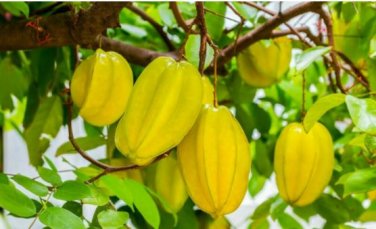 Averrhoa Carambola 100 PCS Seeds