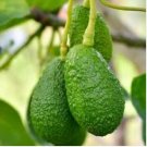 Avocado Seeds Green Fruit Very Delicious Persea Americana Mill Pear Seed Easy to Grow 10 PCS Seeds