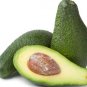 Avocado Seeds Green Fruit Very Delicious Persea Americana Mill Pear Seed Easy to Grow 10 PCS Seeds