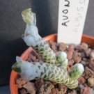 Avonia Albissima 10 PCS Seeds