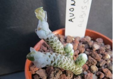 Avonia Albissima 10 PCS Seeds