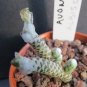 Avonia Albissima 10 PCS Seeds