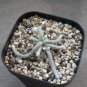 Avonia Albissima 10 PCS Seeds