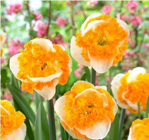 aylily Flower White Flowers with Light Orange Flowers 150 PCS Seeds