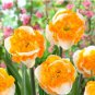 aylily Flower White Flowers with Light Orange Flowers 150 PCS Seeds