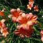 aylily Flower White Flowers with Light Orange Flowers 150 PCS Seeds