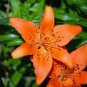 aylily Flower White Flowers with Light Orange Flowers 150 PCS Seeds