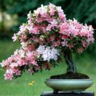 Azalea Bonsai Easy to Grow Rhododendron Flower Bonsai 100 PCS Seeds