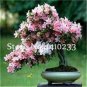 Azalea Bonsai Easy to Grow Rhododendron Flower Bonsai 100 PCS Seeds