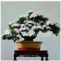 Azalea Bonsai Easy to Grow Rhododendron Flower Bonsai 100 PCS Seeds
