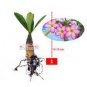 Bag are Kaempferia rotunda Bonsai 100 PCS Seeds