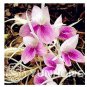 Bag are Kaempferia rotunda Bonsai 100 PCS Seeds