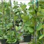 Bag Hoya Kerrii Bonsai (Hoya Kerrii) Family Bonsai 100 PCS Seeds