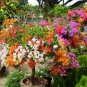 Bag Rare Bougainvillea 50 PCS Seeds