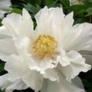 Bai Dew' Snow-white Peony Tree Flower 5 PCS Seeds