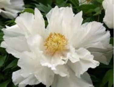 Bai Dew' Snow-white Peony Tree Flower 5 PCS Seeds