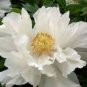 Bai Dew' Snow-white Peony Tree Flower 5 PCS Seeds
