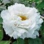Bai Dew' Snow-white Peony Tree Flower 5 PCS Seeds